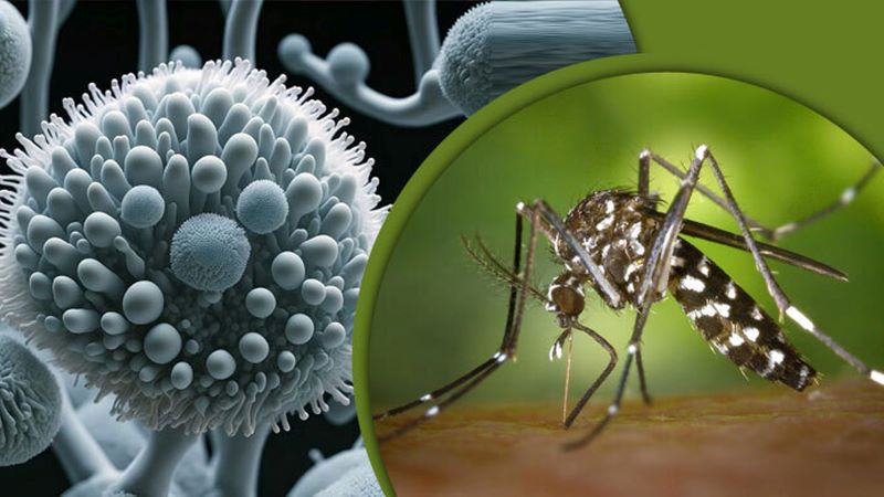 দেশে প্রথম বার জিকা ভাইরাসের ক্লাস্টার শনাক্ত, আক্রান্ত ৫